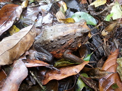 Macrogenioglottus alipioi