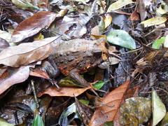 Macrogenioglottus alipioi