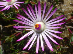 Lampranthus aduncus