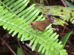 Polytremis lubricans
