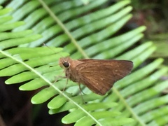 Polytremis lubricans