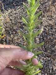 Deinandra floribunda