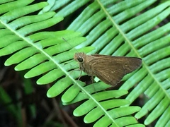 Polytremis lubricans