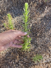 Deinandra floribunda