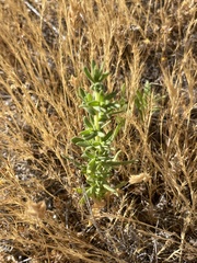 Deinandra floribunda