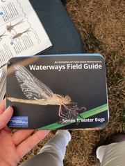 Triplectides dolichos