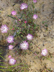 Lampranthus aduncus