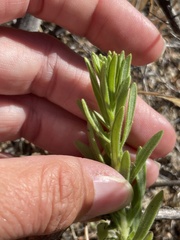 Deinandra floribunda