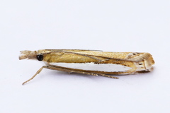 Crambus praefectellus