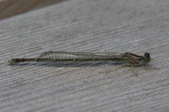 Enallagma vesperum