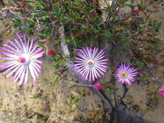 Lampranthus aduncus