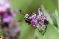 Triepeolus subnitens