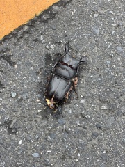 Serrognathus kyanrauensis