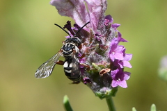Triepeolus subnitens