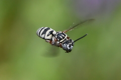 Triepeolus subnitens
