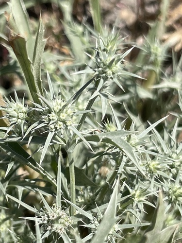 California eryngo (Eryngium aristulatum)