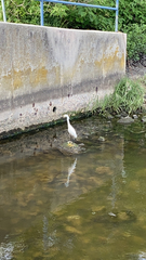 Egretta thula