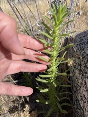 Deinandra floribunda