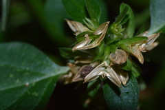 Yeatesia viridiflora