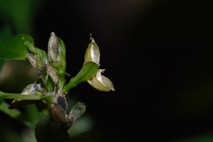 Yeatesia viridiflora