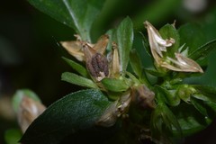 Yeatesia viridiflora