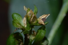 Yeatesia viridiflora