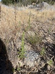 Deinandra floribunda