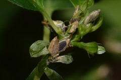 Yeatesia viridiflora