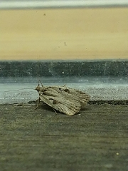 Agonopterix ocellana