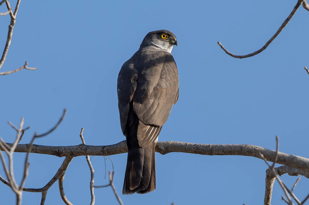 Madagascar Sparrowhawk