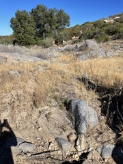 Deinandra floribunda