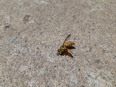 Spilomyia interrupta