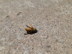 Spilomyia interrupta