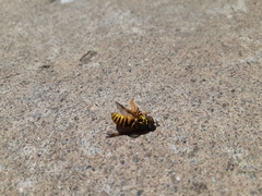 Spilomyia interrupta