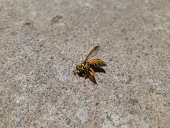 Spilomyia interrupta