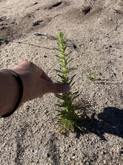 Deinandra floribunda