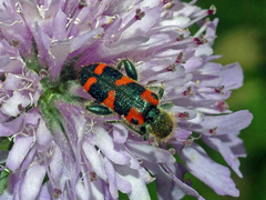 Trichodes leucopsideus