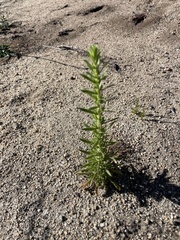 Deinandra floribunda