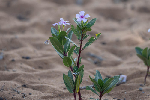 Catharanthus roseus image