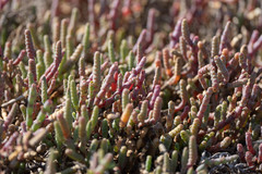 Salicornia pachystachya image