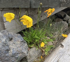 Papaver radicatum