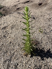 Deinandra floribunda