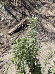 Cryptantha muricata jonesii