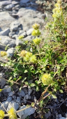 Sideritis hirsuta