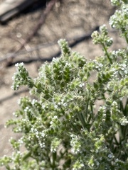 Cryptantha muricata jonesii