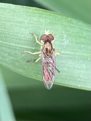 Toxomerus marginatus