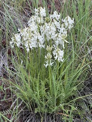 Astragalus sheldonii