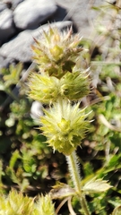 Sideritis hirsuta