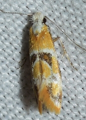 Epicallima mercedella