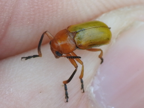 Clay-colored Leaf Beetle photo 5
